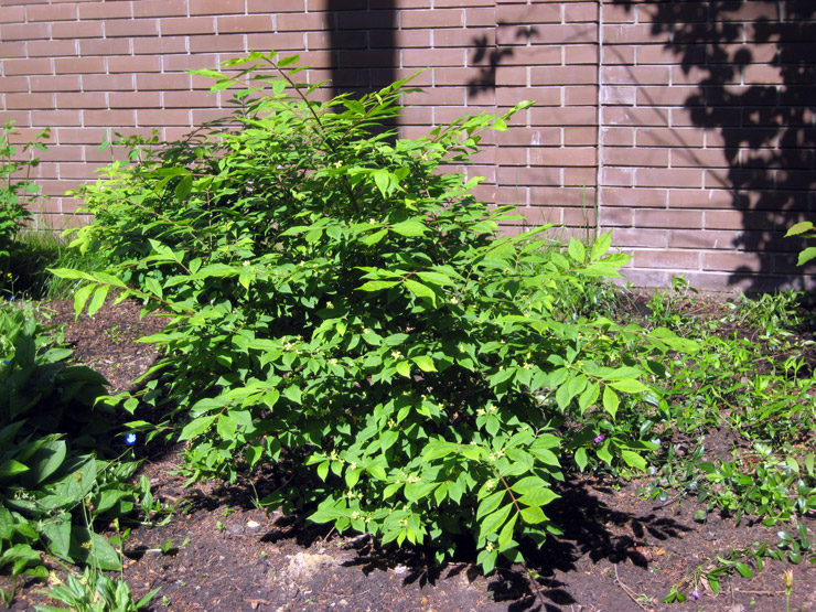 бересклет крылатый саженцы питомник растений plants
